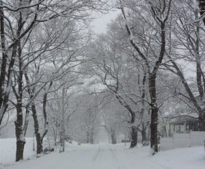snow-covered trees and streets in New England