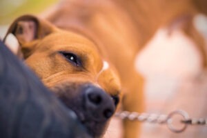 Dog Bite Liability Under Massachusetts Law
