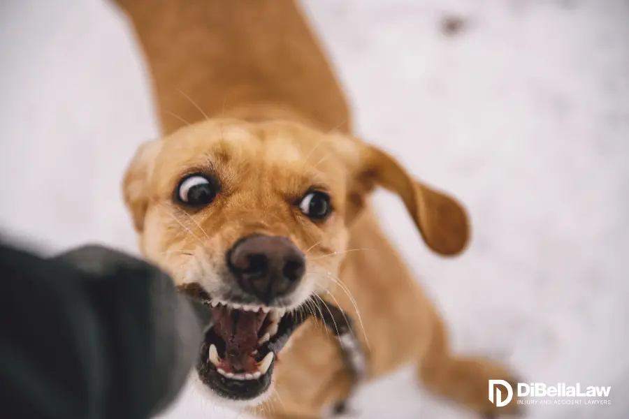 Small dog biting her owner hand