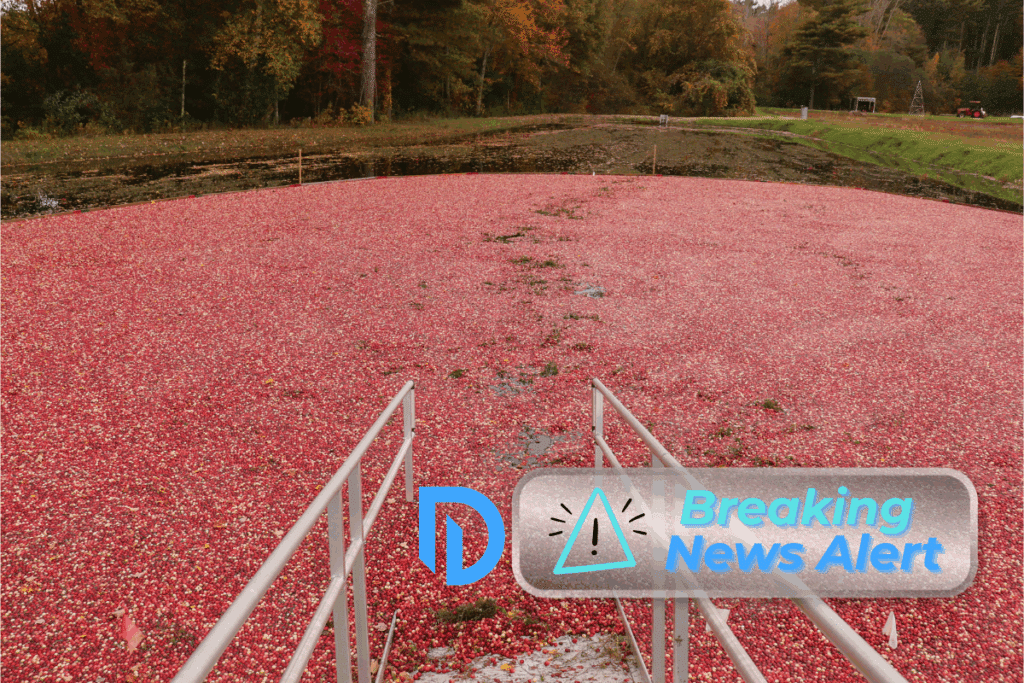 new england cranberry bog
