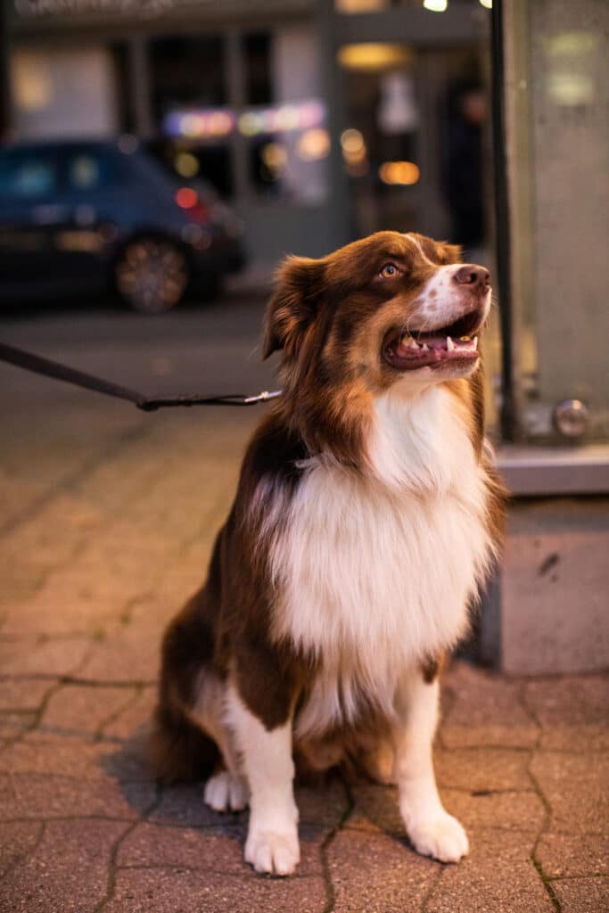 brown-and-white-dog-sitting-on-sidewalk