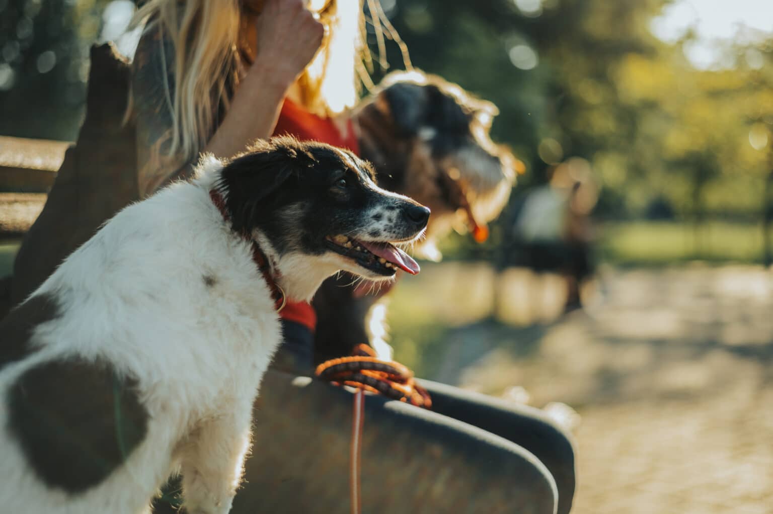 middle-aged-woman-walking-her-dog-in-the-park